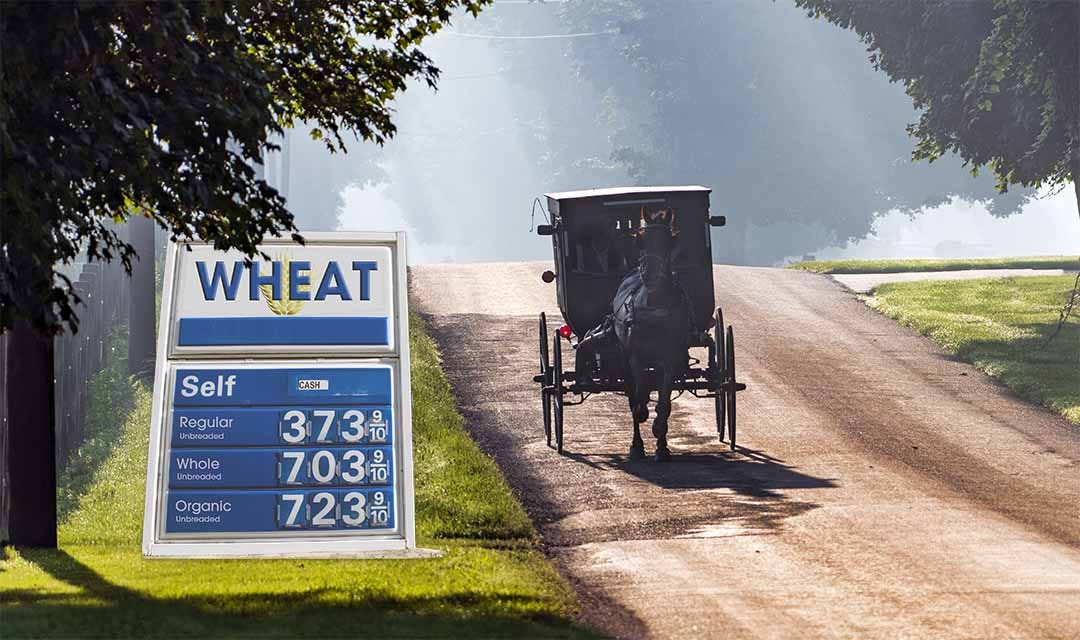 Wheat Prices Soar As Biden Tries To Take Down The Amish