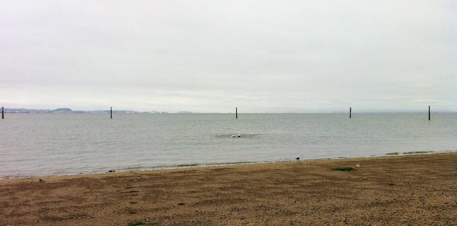 photo of a beach and calm water, grey sky, four pilings in the distance, and a swimmer in the middle distance