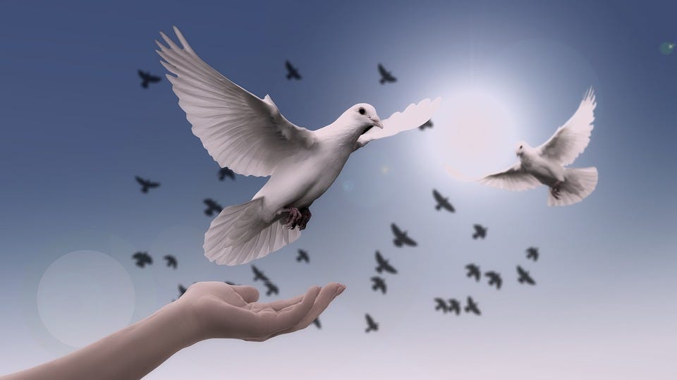 Dove, Peace, Freedom, Birds, Faith, Spirituality, Trust