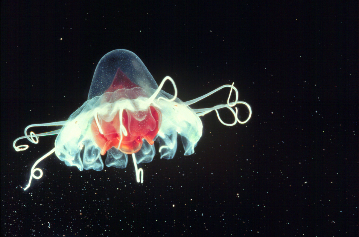 Creature Feature: Helmet jellyfish