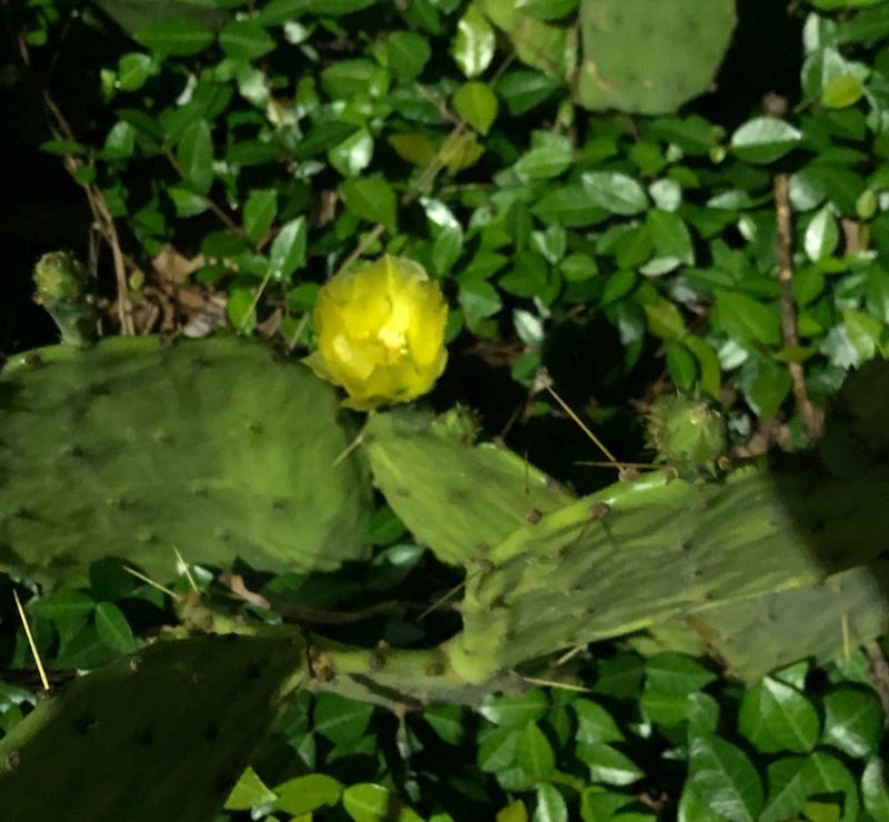 A cactus with a yellow bloom and more buds about to open, growing in some ivy on the side of the road.