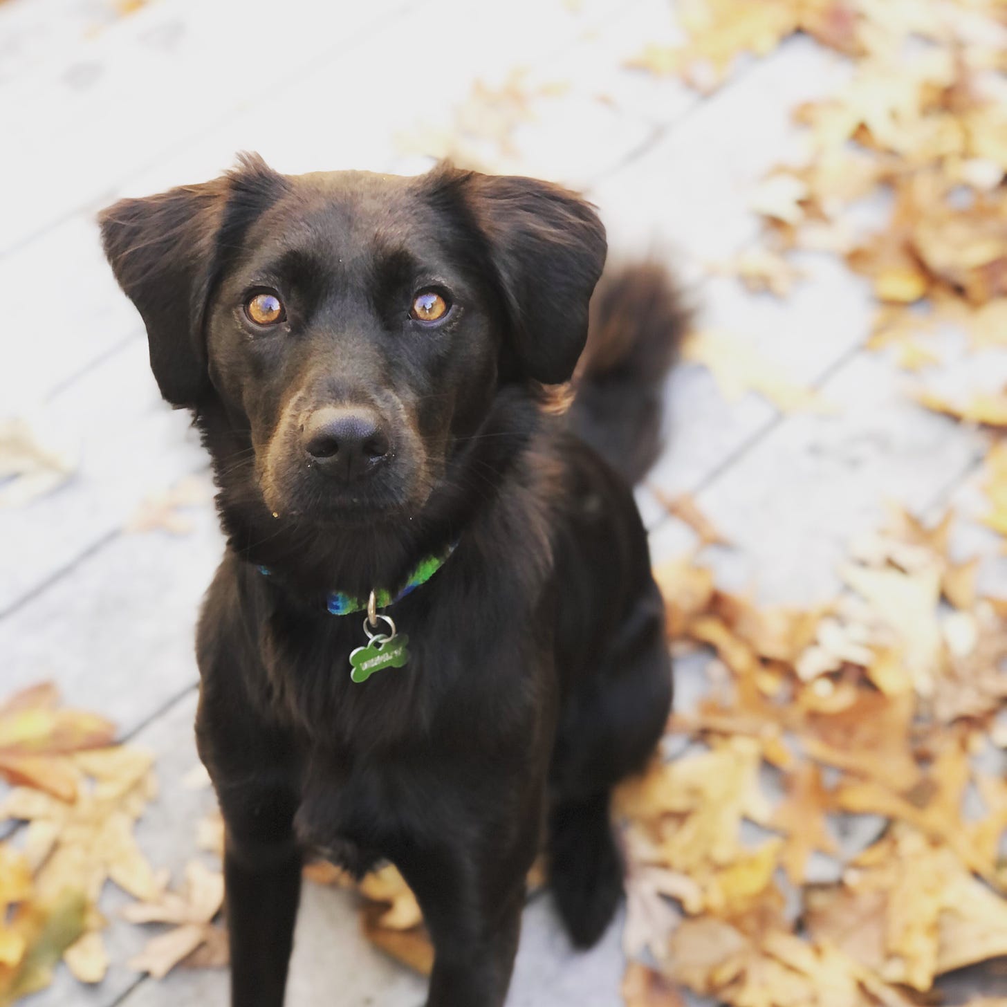 photo of black dog in fall leaves