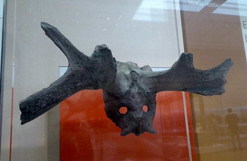 File:Star Carr Antler Mask in the British Museum.jpg