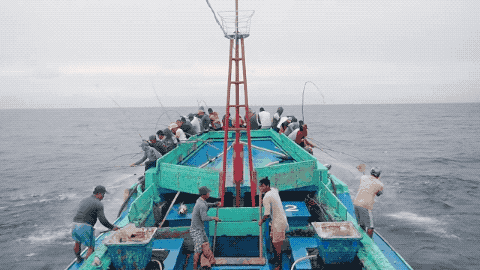 Line fishing for skipjack tuna in indonesia Line fishing for skipjack tuna in indonesia