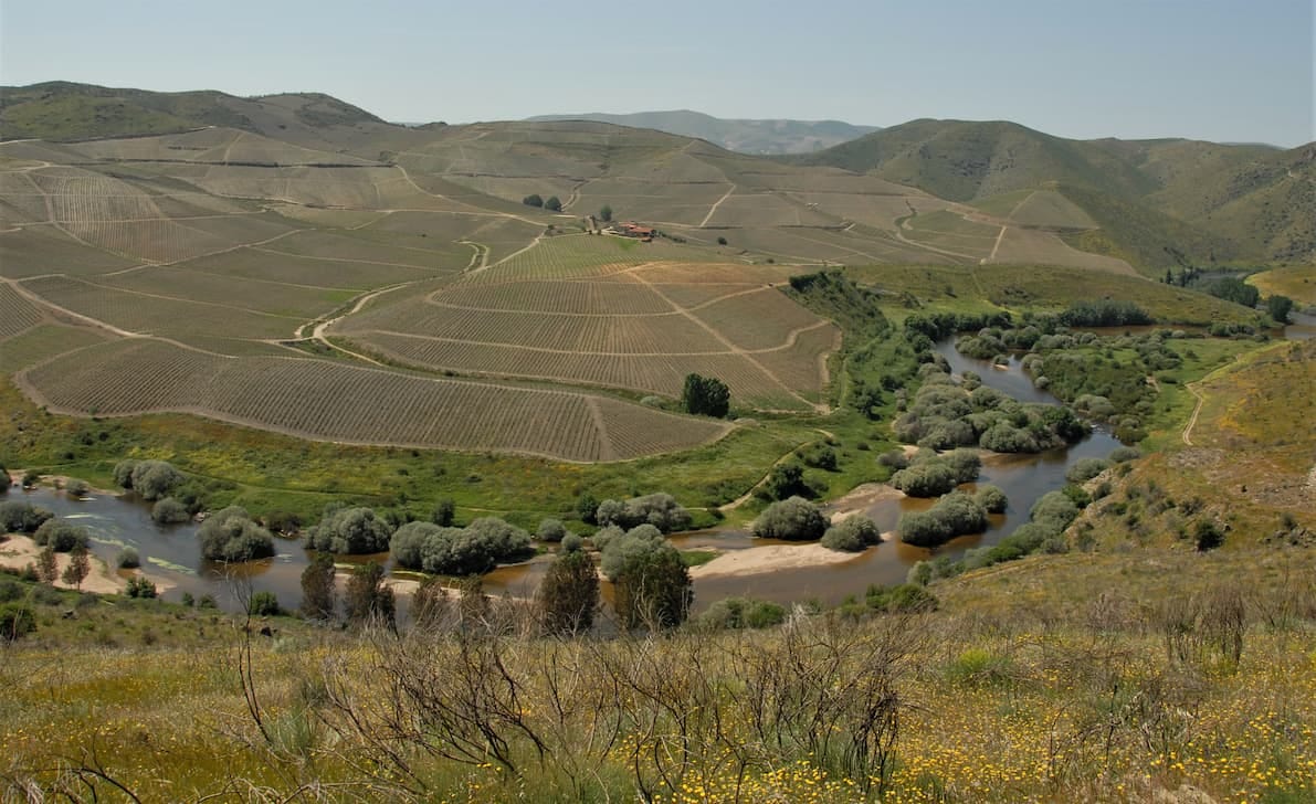 Imagining the Oldest Vines by Paul White