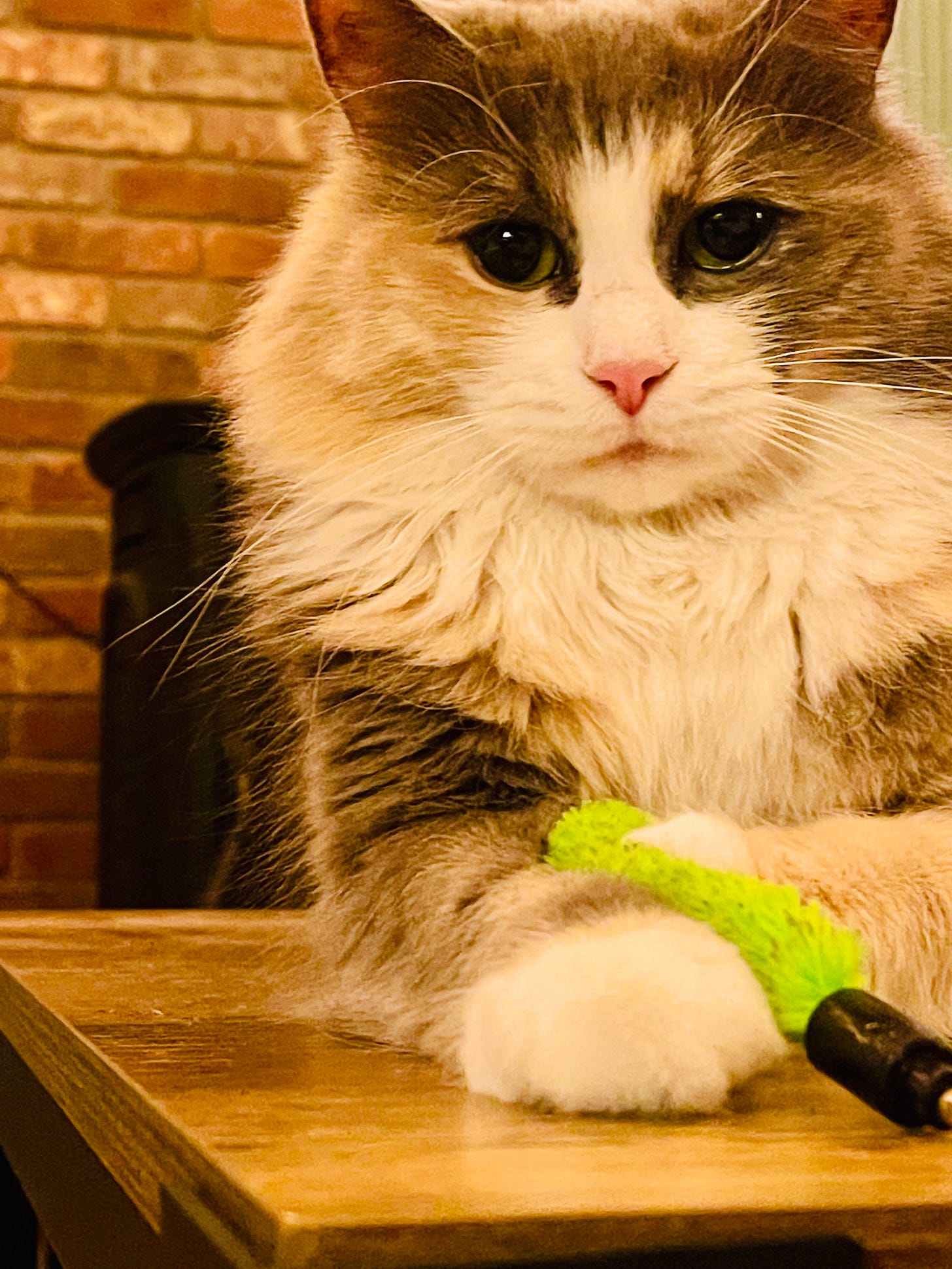cat on a coffee table holding a toy