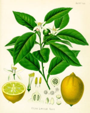 From Köhler's Medicinal Plants 1837