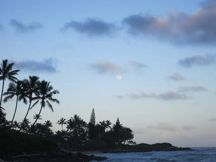 the dark outlines of palm trees set against the sky at dusk