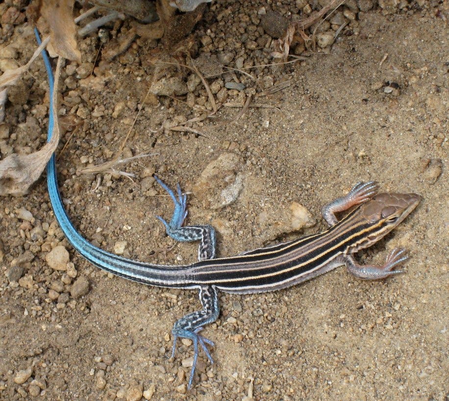 A top view of an Orange Throated Whiptail lizard. It has a long 10 inch bright blue tail, with black and yellow orange strips running down its back.