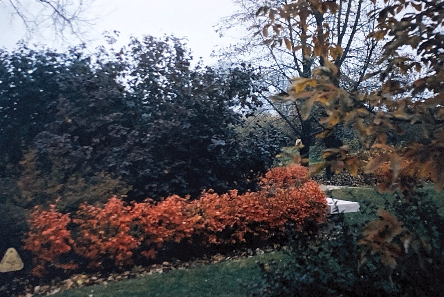 A hedge with bright orange leaves surrounded by trees with no leaves and a few still with green on them.