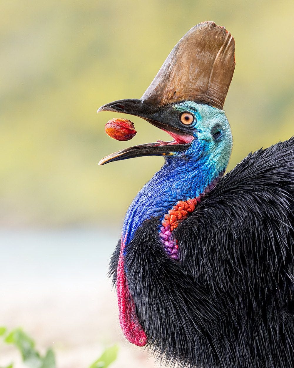 Jan Wegener on Twitter: "Southern Cassowary enjoying breakfast. In this  case a rock hard and sandy fruit! #bird #cassowary #birdphotography #birds  #australia https://t.co/l8LV8HbdZI" / Twitter