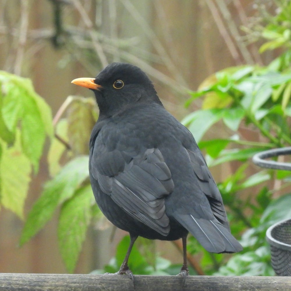 Male European Blackbird facing away from camera but looking back over its left shoulder towards us.