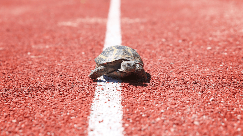 turtle running on a track race