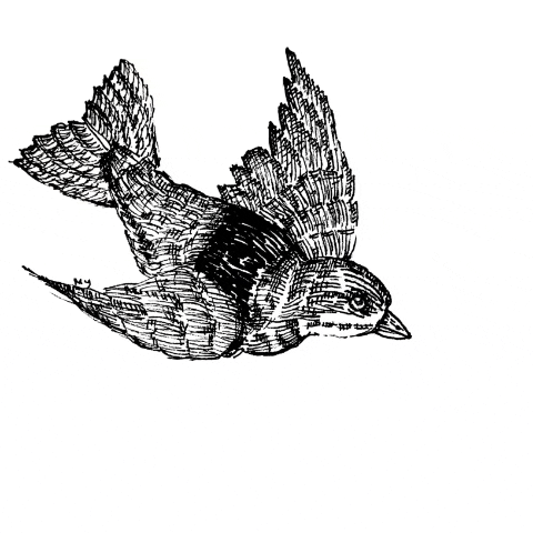 [illustrated gif of a bird flying