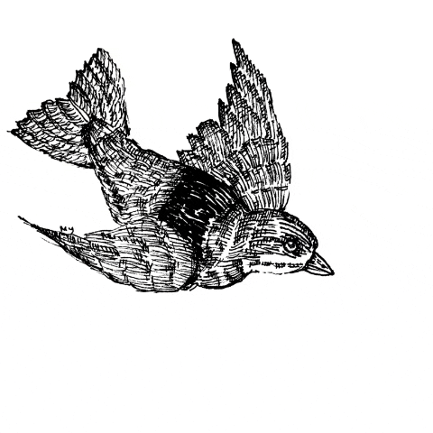 [illustrated gif of a bird flying [illustrated gif of a bird flying