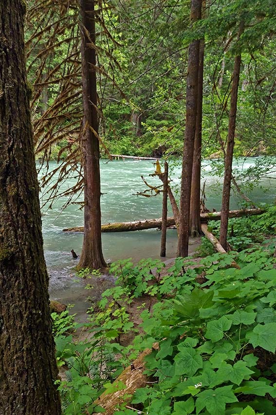 blue-green milky waters of Thunder Creek seen through the trees, with cedar snags emerging from the shallows of the water, and a lush bank of large soft thimbleberry leaves