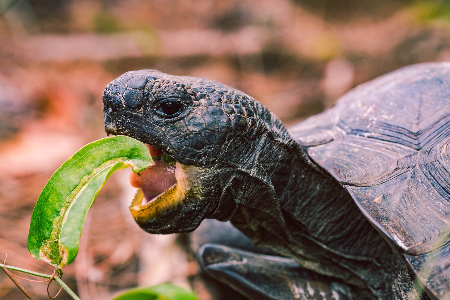 Close-up of a turtle opening its mouth widely to bite a green leaf.