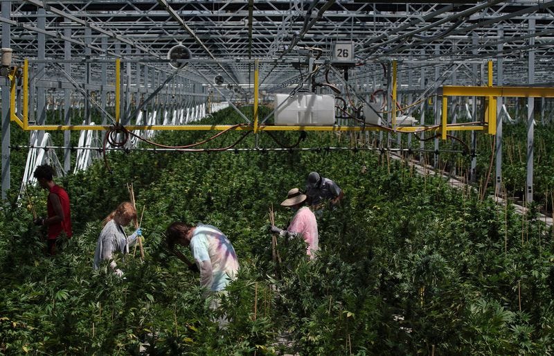 Workers stake plants at the Red White and Bloom hemp growing facility in Granville, Illinois, on July 2, 2020.