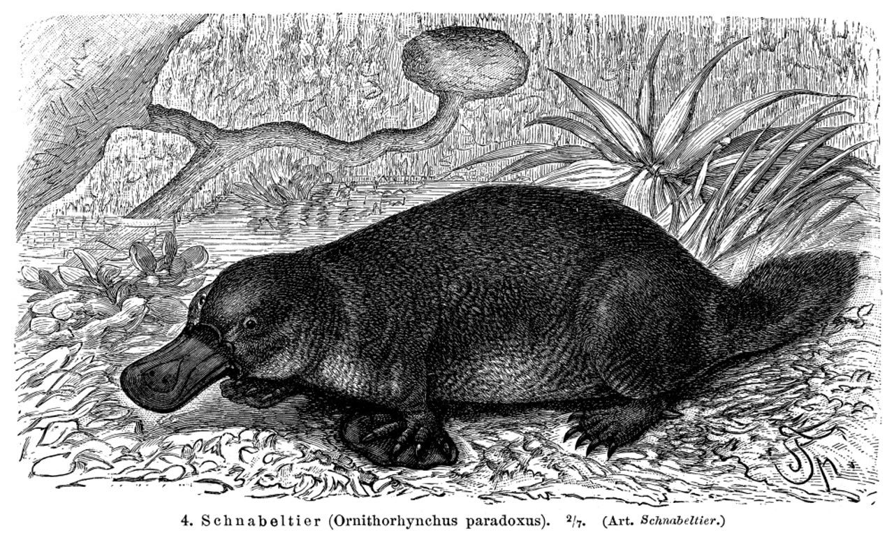 Duck-Billed Platypus./N(Ornithorhynchus Paradoxus). Line Engraving, 19Th  Century. Poster Print by Granger Collection - Item # VARGRC0079348 -  Posterazzi