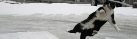 A cat jumping in the snow

Description automatically generated with medium confidence