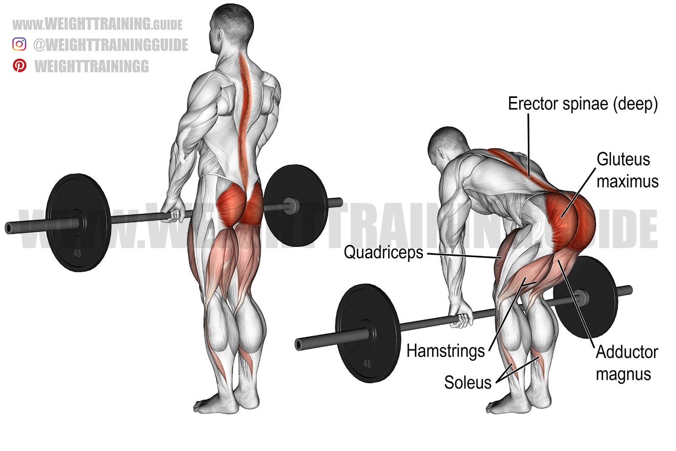 Romanian deadlift exercise instructions and video | Weight Training Guide