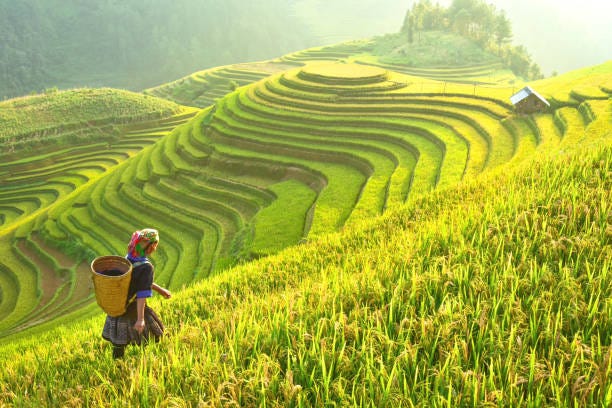 213,918 Rice Paddy Stock Photos, Pictures & Royalty-Free Images - iStock