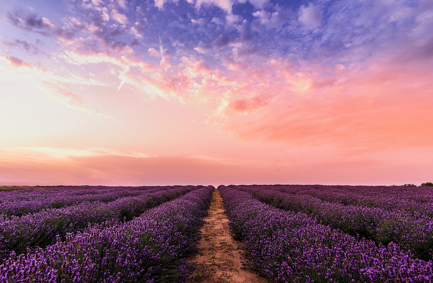 Rows of blooming lavender bushes under a pink and purple sky. Rows of blooming lavender bushes under a pink and purple sky.