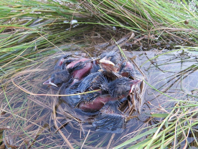 Drowning marshes: Where does a species go when the nursery floods?