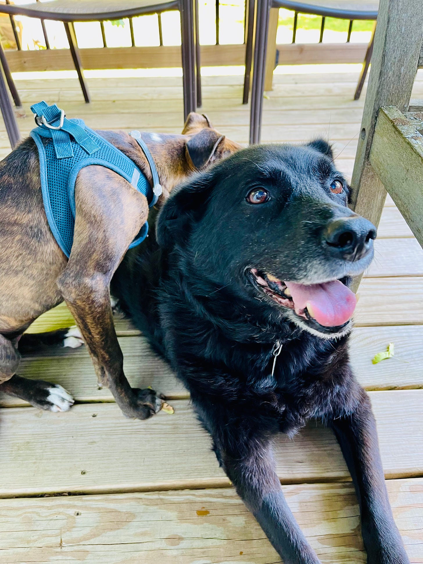 Two dogs on a deck. One dog is sideways with her head resting on the front-facing larger dog's back