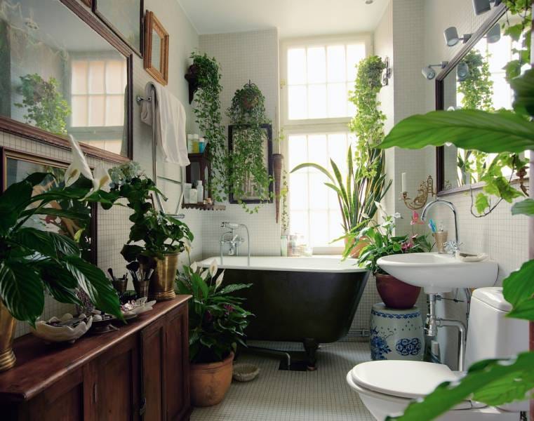 Best Plants That Suit Your Bathroom - Fresh Decor Ideas