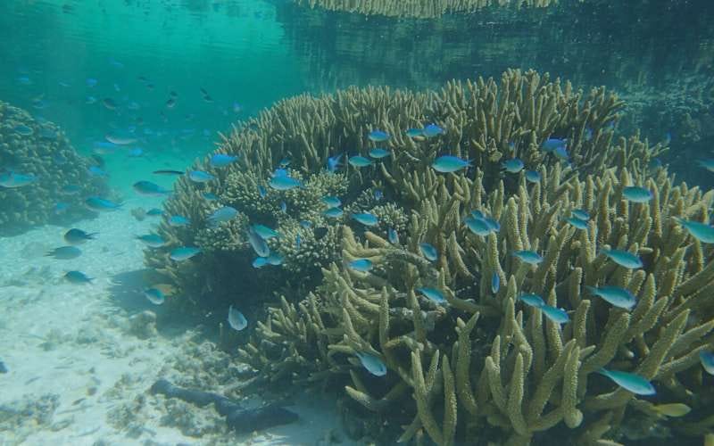 8,000 years of Great Barrier Reef climate history revealed