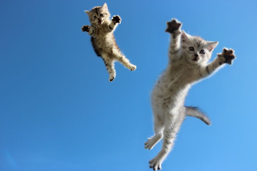 30 Cats Jumping ideas | cats, jumping cat, funny cats