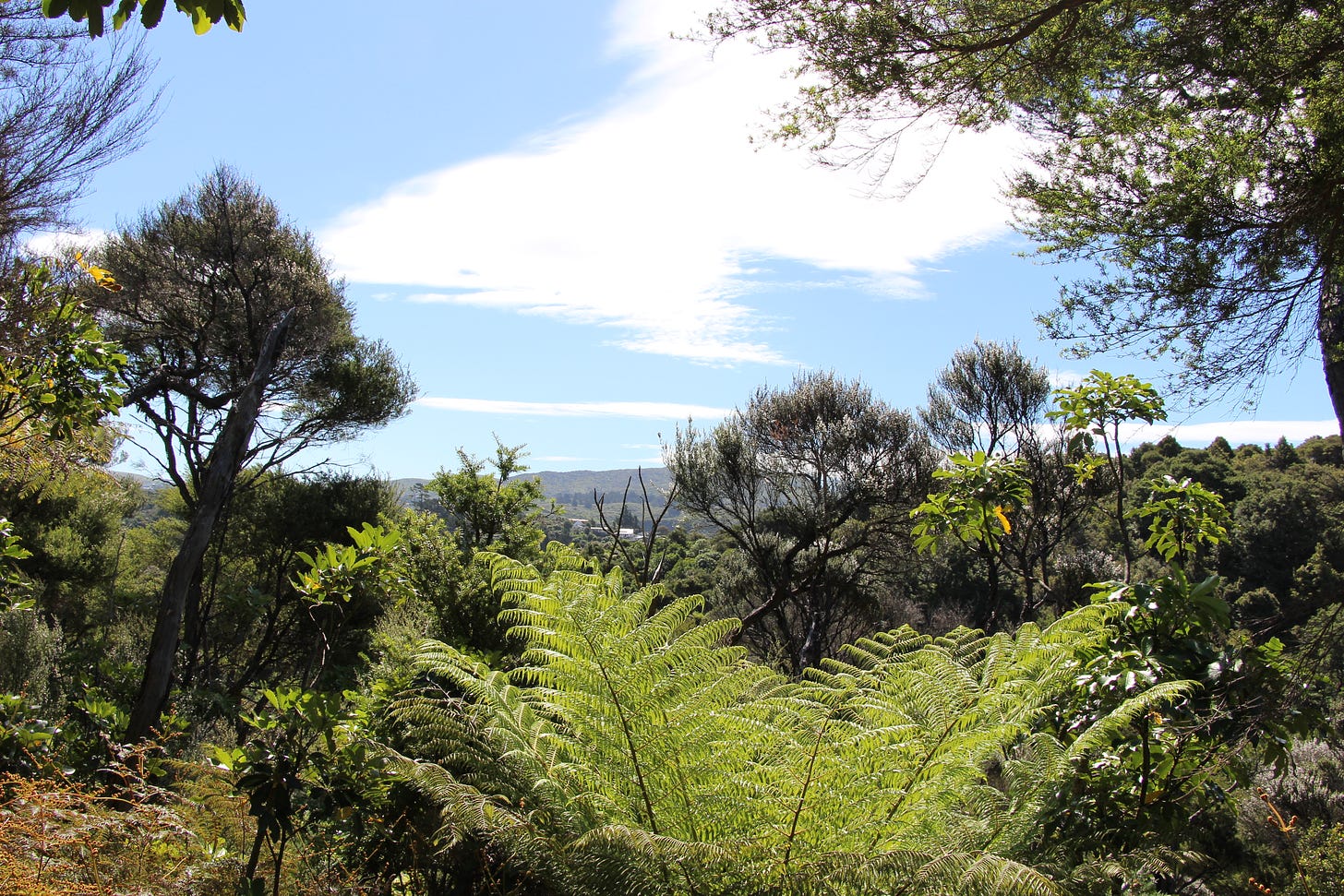 view from the top of a hill with blue skies, ferns in the forground and hills further away