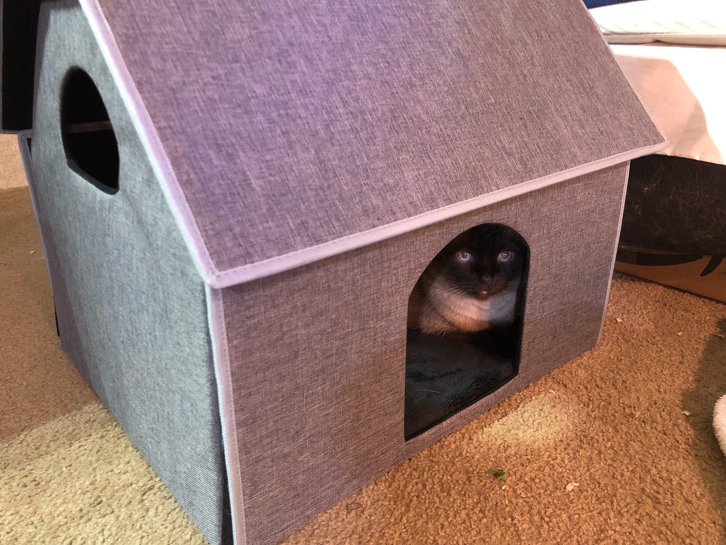 A Siamese cat with her tongue out in a grey cat house