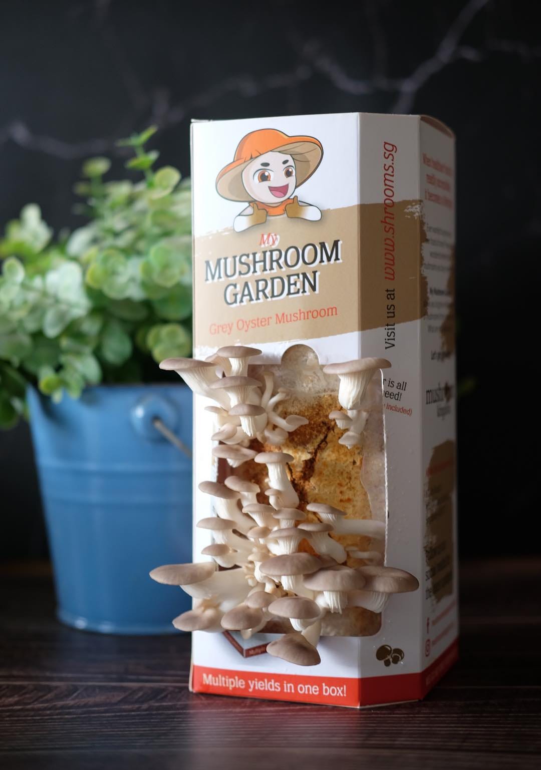 mushroom grow kit