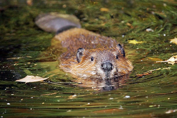 1,089 Beaver Swimming Stock Photos, Pictures & Royalty-Free Images - iStock