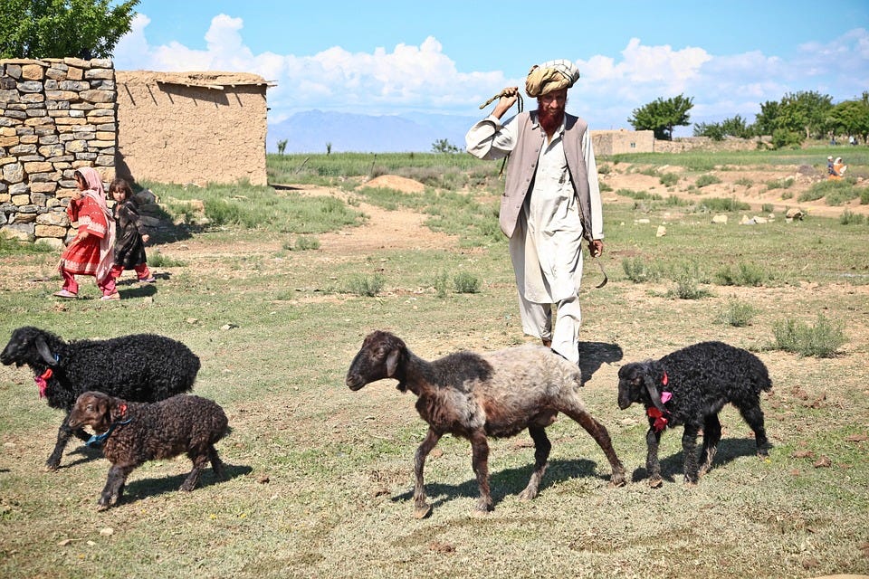 Shepherd, Sheep, Man, Children, Afghanistan, Farm