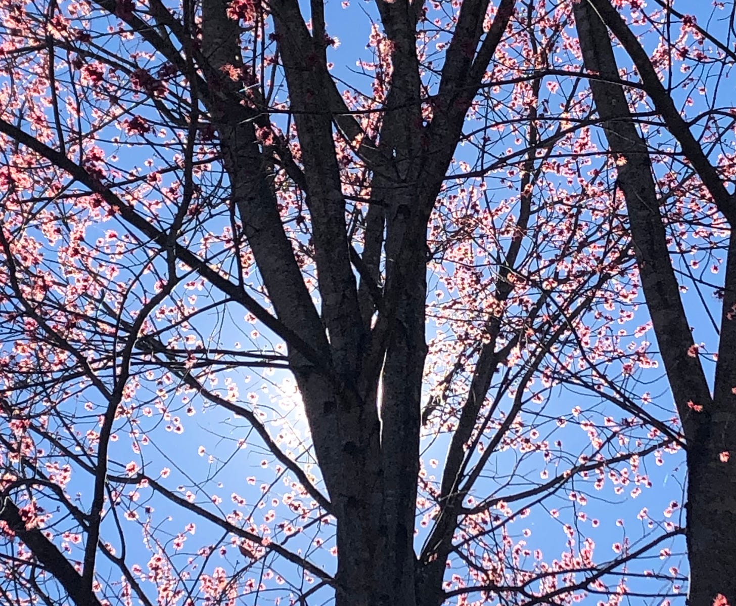 looking up at a tree trunk surrounded by a halo of red maple blossoms, backlit by a setting sun