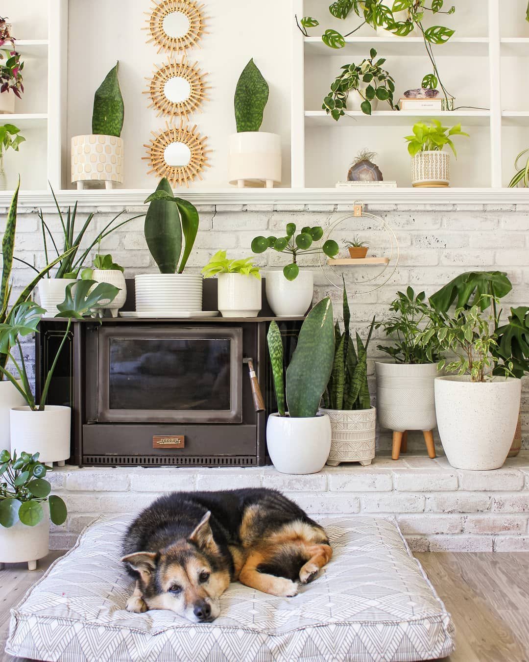 40 Cool Indoor Plants to Add to Your Home ASAP