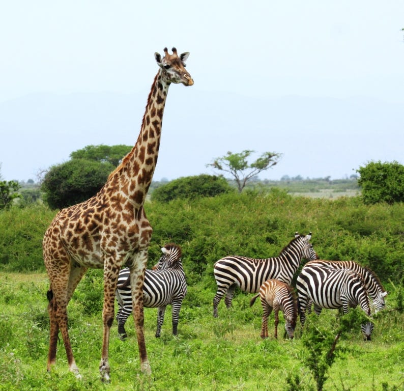 giraffe_with_zebras