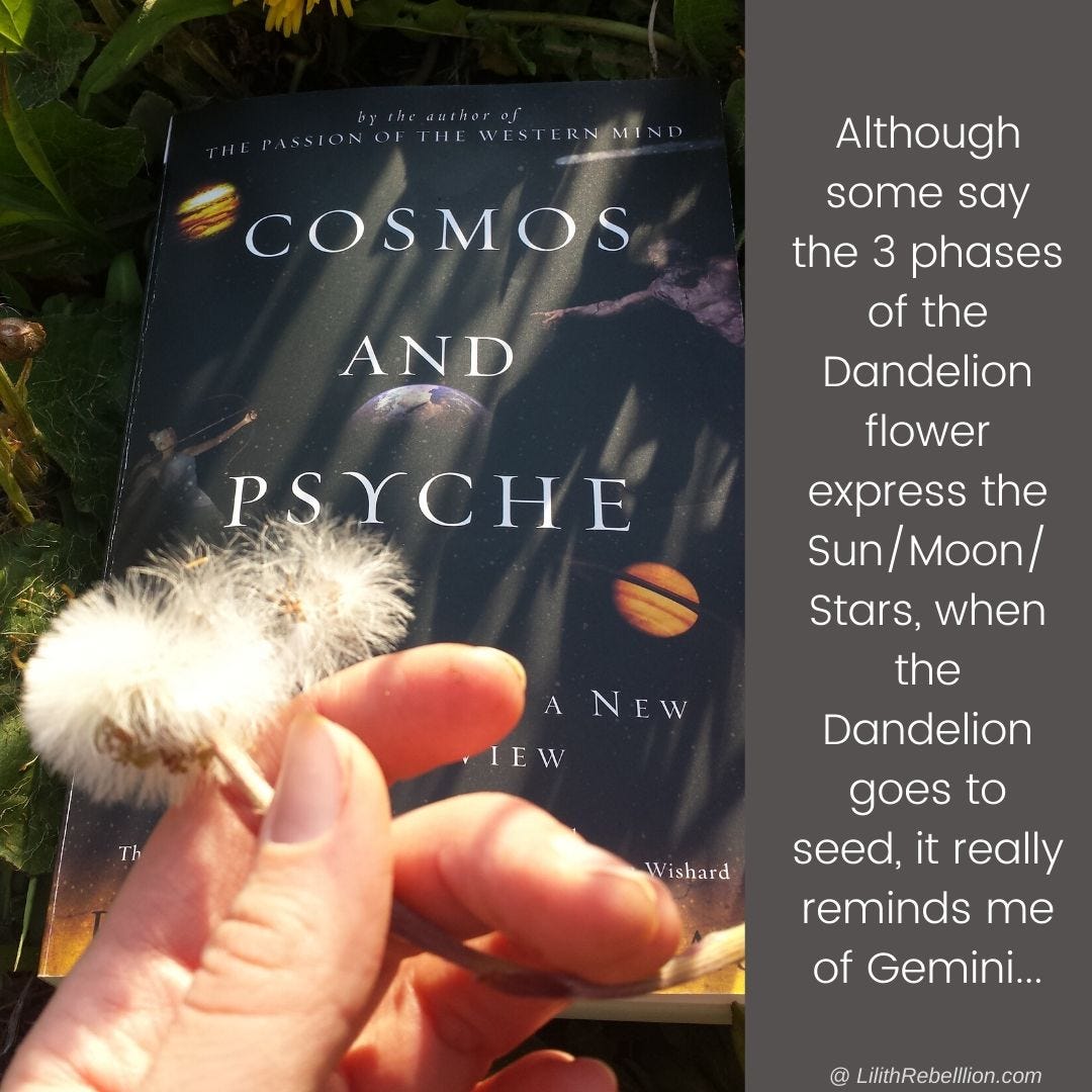 Cosmos and Psyche book on grass with hand above holding a dandelion that has gone to seed with the caption: althought some say the 3 phases of the dandelion flower express the sun/moon/stars, when the dandelion goes to seed it really reminds me of gemini...