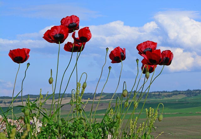 Red Poppies by Zeynel Cebeci