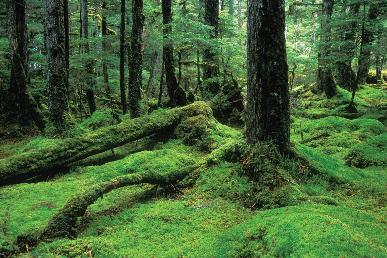 Alaska Magazine | The Tongass National Forest