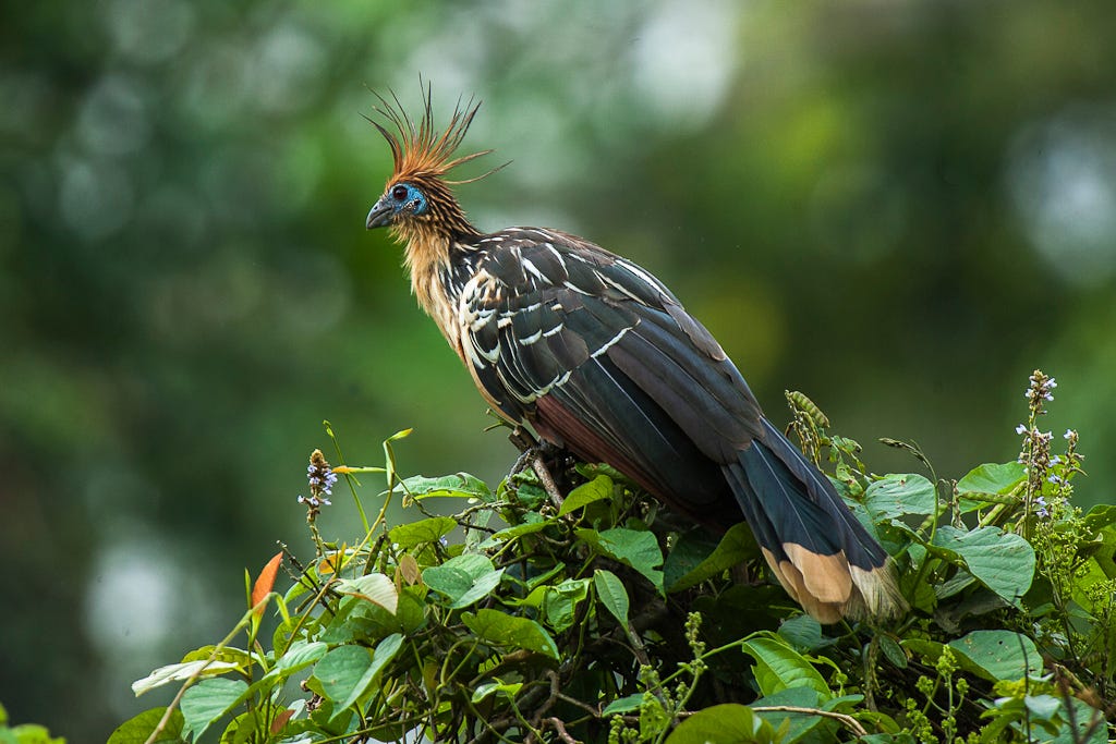 Hoatzin - Wikipedia