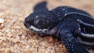 Baby leatherback sea turtles make their way to the ocean as soon as they hatch.