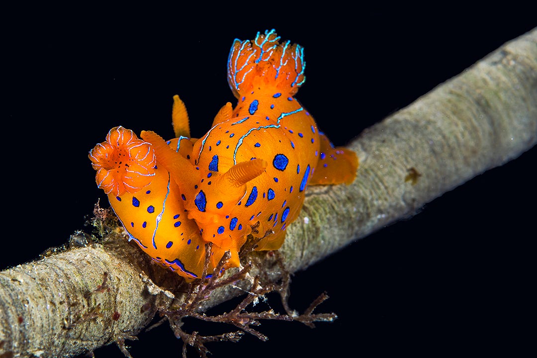 Polycera elegans