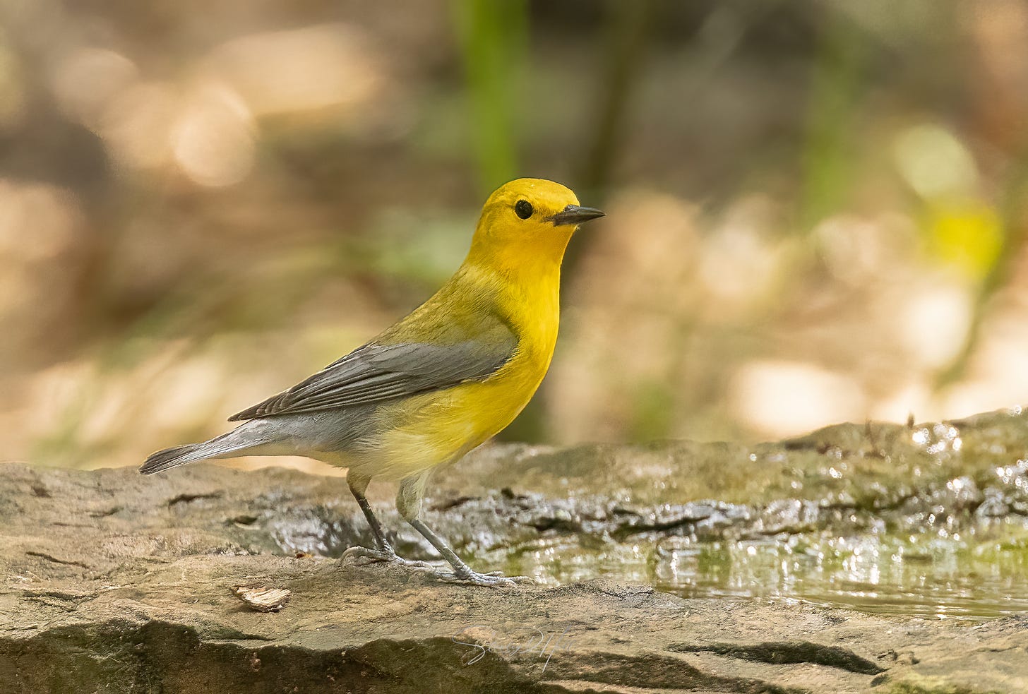a single yellow and gray Prothonotary warbler standing on a rock with a shallow pool of water looking toward the right of the photo