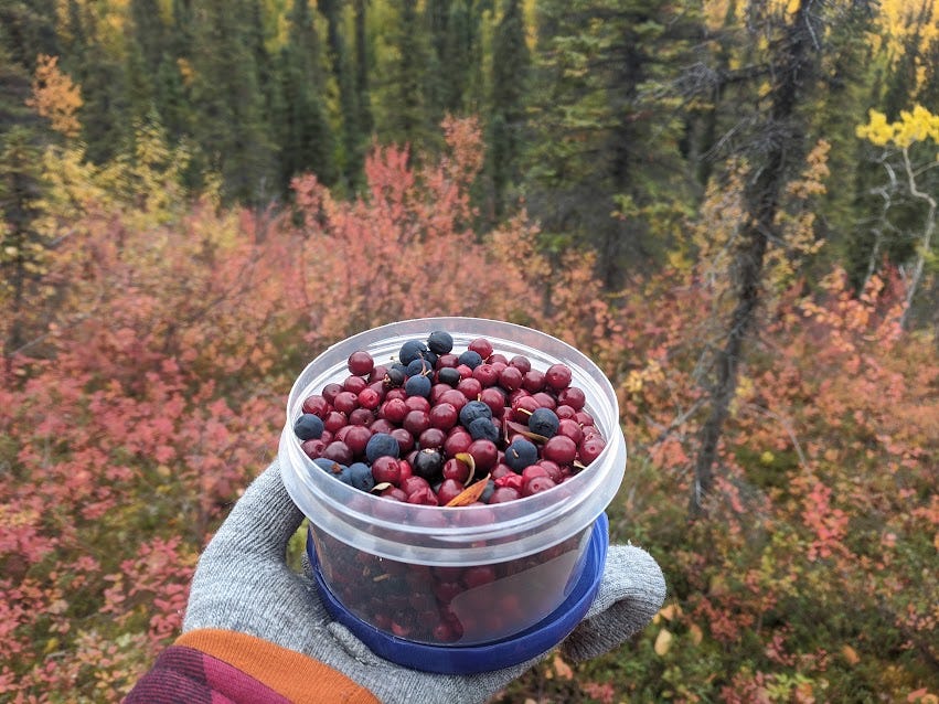 a mittened hand holds a container of red and blue berries
