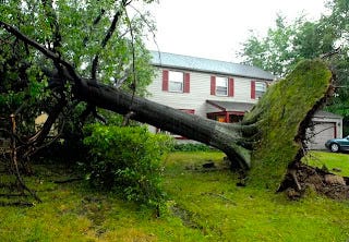 toppled tree