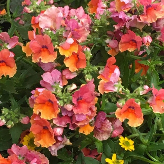 Nemesia Nesia 'Tropical' Summer Plug Plants Pack x6 - South Eastern  Horticultural